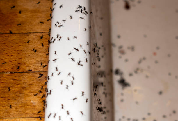 Best Best Pest Control Companies  in Shavano Park, TX